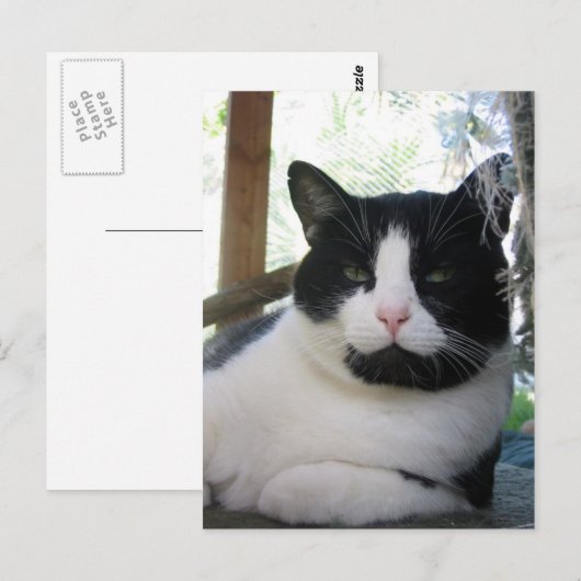 Oreo de kat briefkaart (Voorkant / Achterkant)