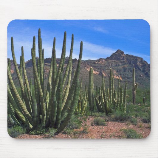 Orgaanbuizen in woestijn muismat (Voorkant)