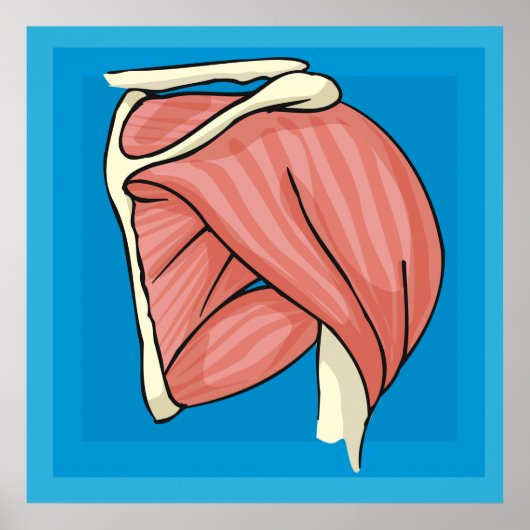 Orgaanillustratie Poster (Voorkant)