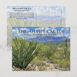Organ Pipe Cactus, Ocotillo Shrub, Ajo Mountains Briefkaart