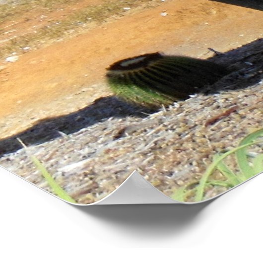 Organ Pipe Cactus Poster (Hoek)