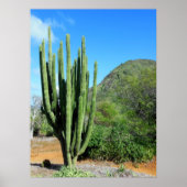 Organ Pipe Cactus Poster (Voorkant)