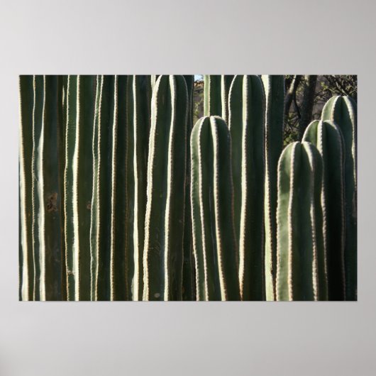 Organ Pipe Cactus Poster (Voorkant)