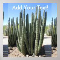 Organ Pipe Cactus