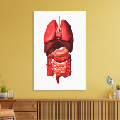 Organen van de ademhalings- en spijsverteringsstel canvas afdruk (Insitu (Woonkamer))