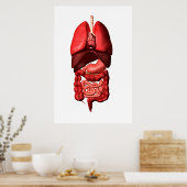 Organen van de ademhalings- en spijsverteringsstel poster (Keuken)