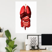 Organen van de ademhalings- en spijsverteringsstel poster (Thuiskantoor)