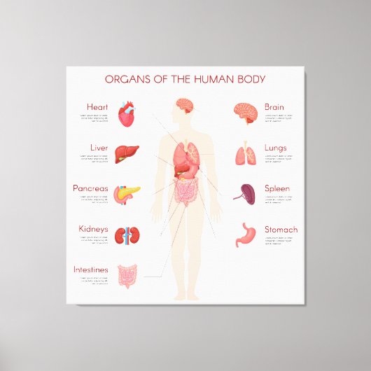 Organen van het menselijk lichaam canvas afdruk (Voorkant)