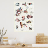 Organen van zintuiglijke spraakanatomie poster (Keuken)