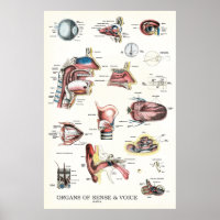 Organen van zintuiglijke spraakanatomie