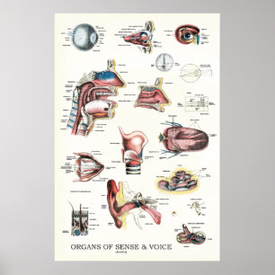 Organen van zintuiglijke spraakanatomie poster