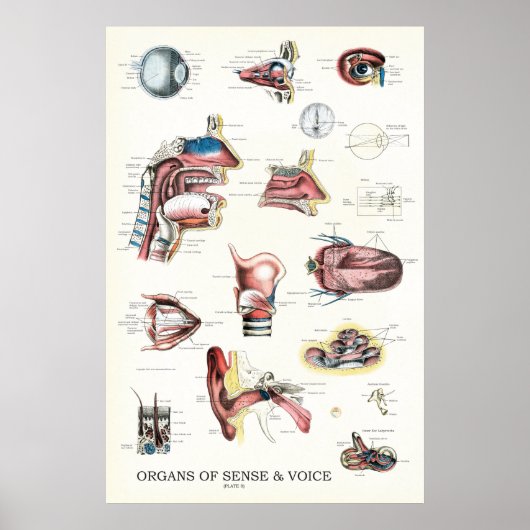 Organen van zintuiglijke spraakanatomie poster (Voorkant)