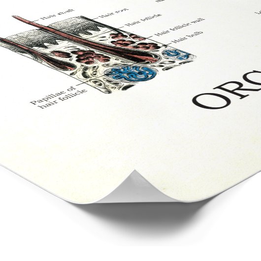 Organen van zintuiglijke spraakanatomie poster (Hoek)