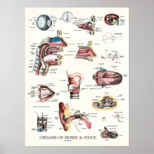 Organen van zintuiglijke spraakanatomie poster