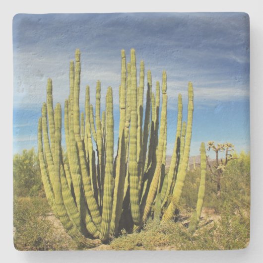 Organische pijpcactus in Arizona, onderzetter van  (Voorkant)