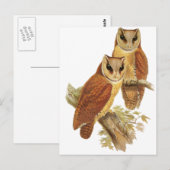 Oriental Bay Owl Briefkaart (Voorkant / Achterkant)
