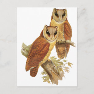 Oriental Bay Owl Briefkaart