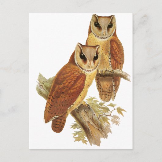 Oriental Bay Owl Briefkaart (Voorkant)