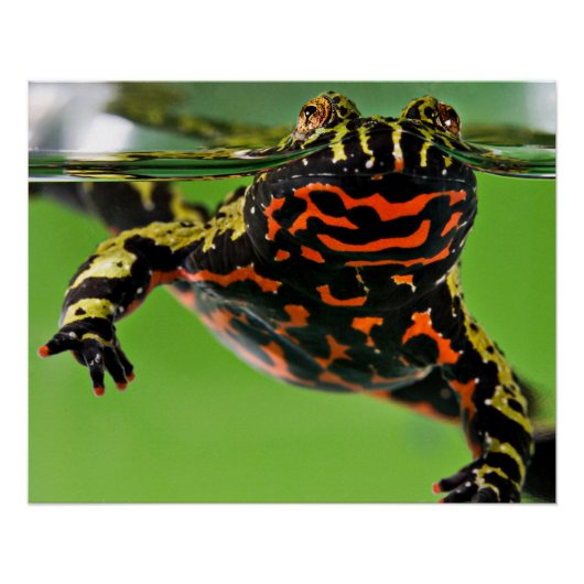 Oriental Fire-bellied Toad Glossy Perfect Poster (Voorkant)