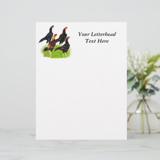 Oriental Game Fowl Quartet (Staand voorkant)