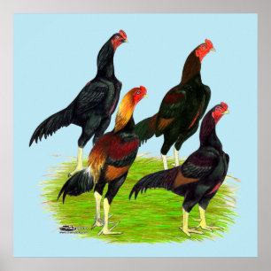 Oriental Game Fowl Quartet Poster