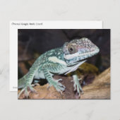 Oriental Knight Anole Lizard close up Briefkaart (Voorkant / Achterkant)