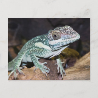 Oriental Knight Anole Lizard close up Briefkaart