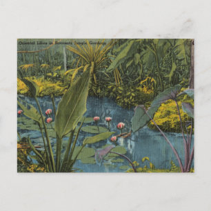 Oriental Lilies Sarasota Florida Vintage Briefkaart