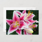 Oriental Lily Closeup in Full Bloom Briefkaart (Voorkant / Achterkant)