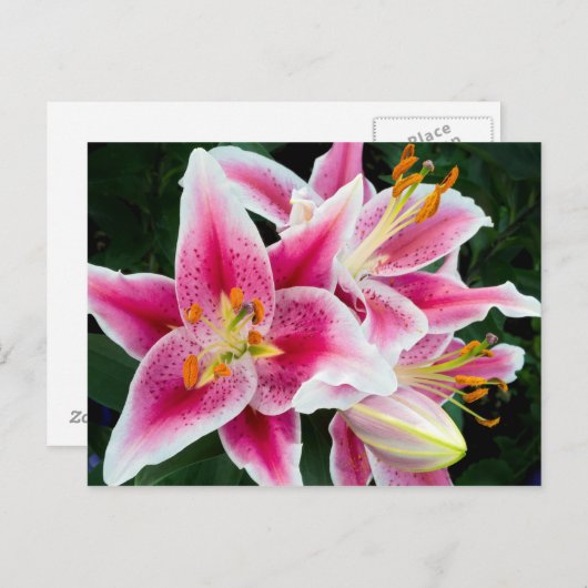 Oriental Lily Closeup in Full Bloom Briefkaart (Voorkant / Achterkant)