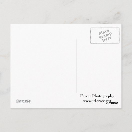 Oriental Lily Closeup in Full Bloom Briefkaart (Achterkant)