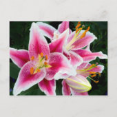 Oriental Lily Closeup in Full Bloom Briefkaart (Voorkant)