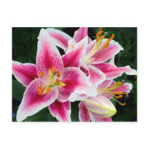 Oriental Lily Closeup in Full Bloom