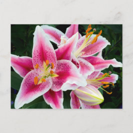 Oriental Lily Closeup in Full Bloom Briefkaart