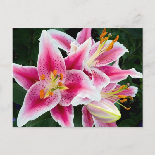 Oriental Lily Closeup in Full Bloom Briefkaart (Voorkant)