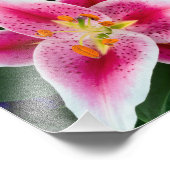 Oriental Lily Closeup in Full Bloom Foto Afdruk (Hoek)