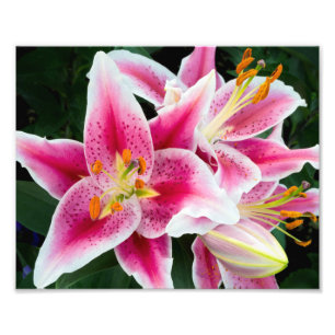 Oriental Lily Closeup in Full Bloom Foto Afdruk