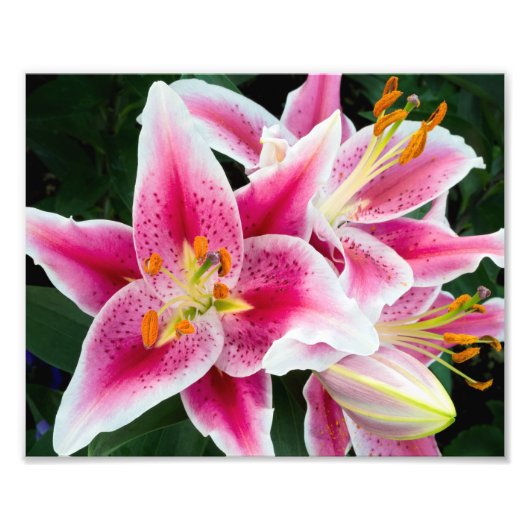 Oriental Lily Closeup in Full Bloom Foto Afdruk (Voorkant)