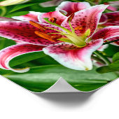 Oriental Lily Poster (Hoek)