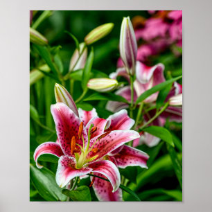 Oriental Lily Poster
