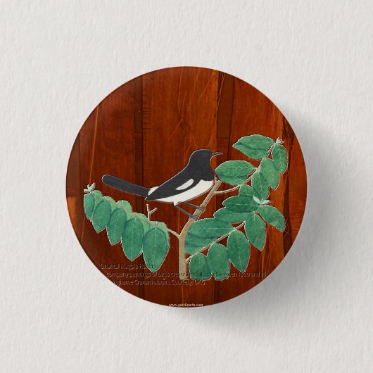Oriental Magpie-Robin Ronde Button 3,2 Cm (Voorkant)