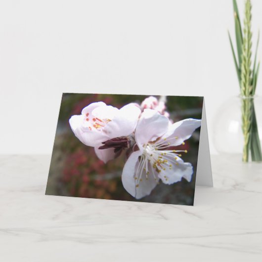 Oriental Peach Bloom Wenskaart Kaart (Voorkant)