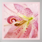 Oriental Pink Lily Poster (Voorkant)