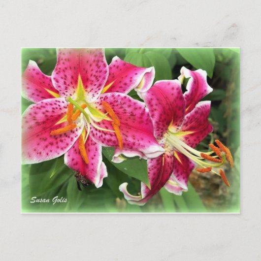 Oriental Pink Stargazer Lily/Garden Briefkaart (Voorkant)