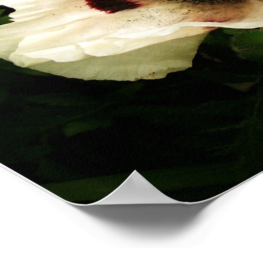Oriental Poppies Cream Poster (Hoek)