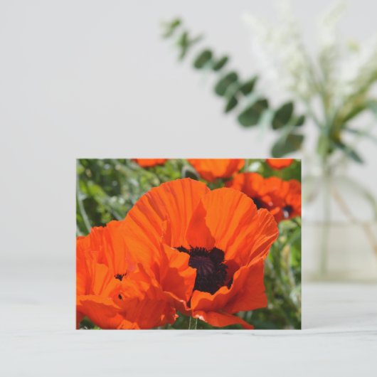 Oriental Poppies (Papaver orientale) Briefkaart (Staand voorkant)