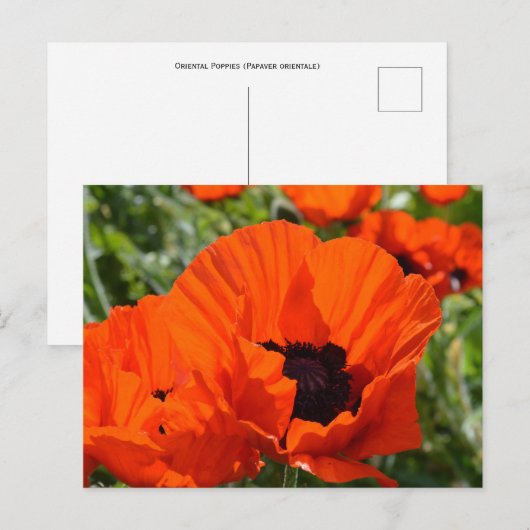 Oriental Poppies (Papaver orientale) Briefkaart (Voorkant / Achterkant)