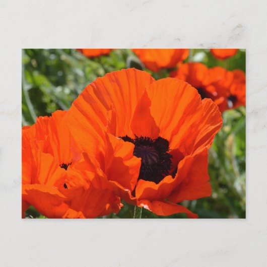 Oriental Poppies (Papaver orientale) Briefkaart (Voorkant)
