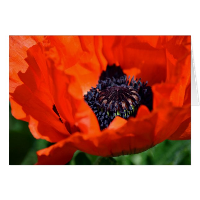 Oriental Poppy (Voorkant Horizontaal)