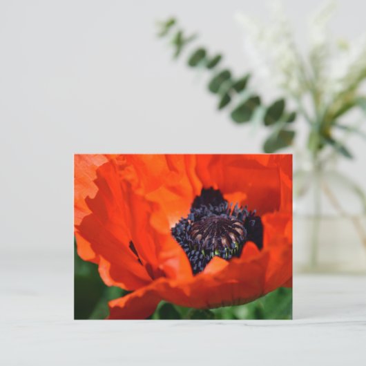 Oriental Poppy Briefkaart (Staand voorkant)